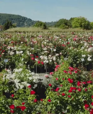 Jardin de roses