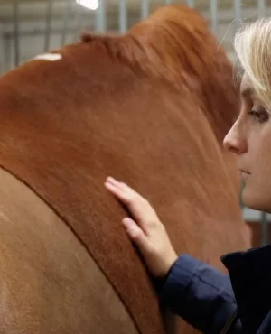 Au coeur des bêtes CREDIT Sancho & Co 