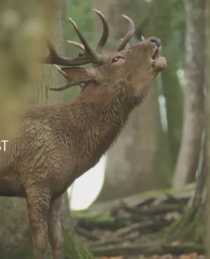 Courants d'Est - Carine Aigon découvre la faune de Sainte-Croix : daims, ours, loups blancs...