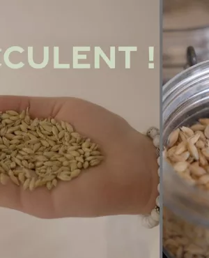 Succulent ! Les céréales - crédit FTV