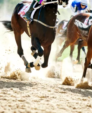 courses hippiques