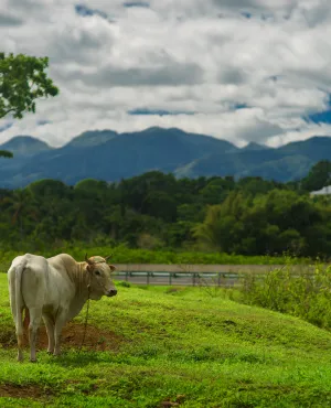 Photo agriculture Martinique