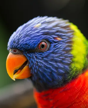 Biodiversité Martinique