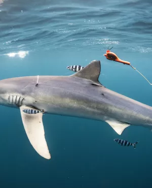 Au plus près des requins ©Frédéric BUYLE