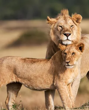 Le règne des lions du Masaï Mara