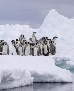 Royaumes de glace
