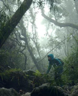 Ivohiboro, la forêt oubliée