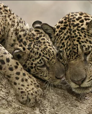 © PERNEL MEDIA Au nom des jaguars