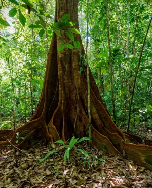 Le monde secret des forêts