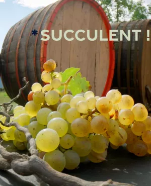 Succulent ! Le vin nature : rencontres avec les visages de cette mouvance, en Alsace