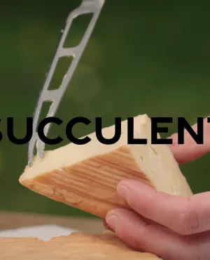 succulent le maroilles