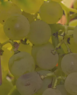 Un vignoble de cognac Un vignoble de cognac