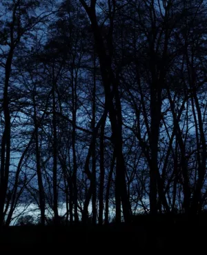 foret de nuit