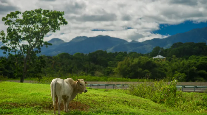 Photo agriculture Martinique