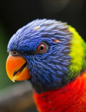 Biodiversité Martinique