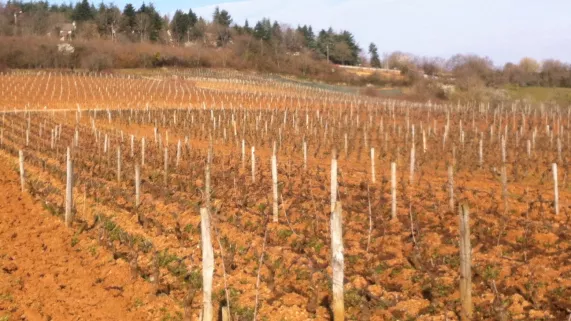 Les vignes surplombent Dijon