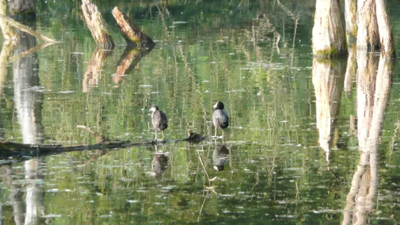 La petite Camargue alsacienne 