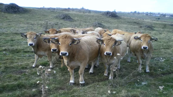 Troupeau de vaches de l'Aubrac