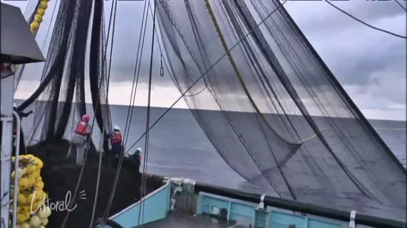 Les thons se ramassent en Seine