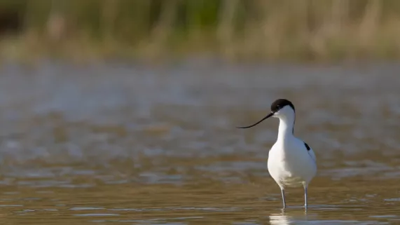 MARQUENTERRE, ENTRE TERRE ET MER MARQUENTERRE, ENTRE TERRE ET MER