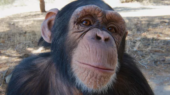 © BBC Worldwilde Limited ANIMAUX TROP MIGNONS