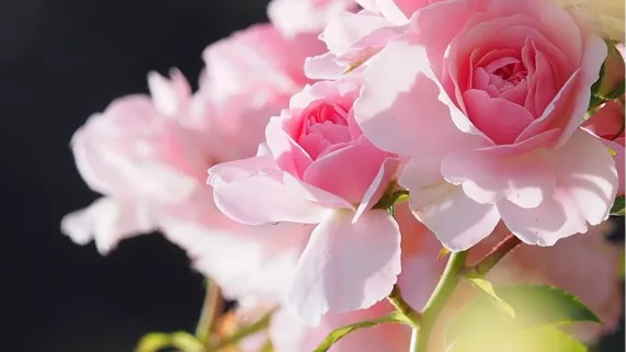 Ermenonville, aux sources du romantisme Ermenonville, aux sources du romantisme