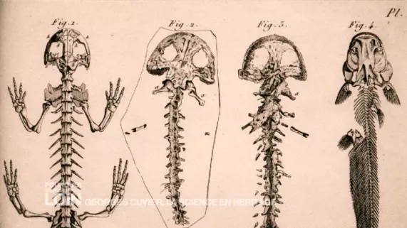 Extrait mag Georges Cuvier