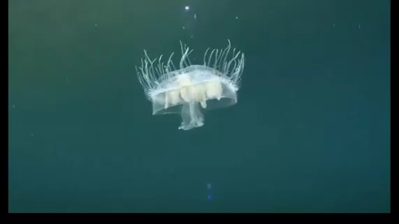 Jungle d'eau douce - crédit Seppia/Arte Jungle d'eau douce