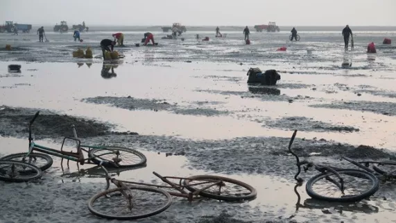 Les moissonneurs de la baie