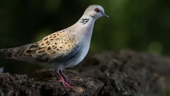 Tourterelle de bocage