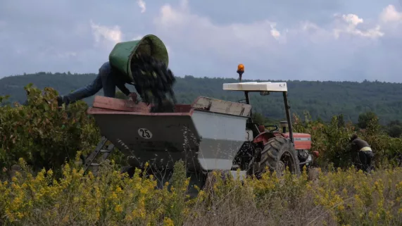 ©sebastienLeCorre-tracteur dans les vignes
