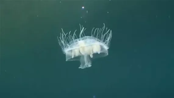 Jungle d'eau douce - © Seppia/ARTE