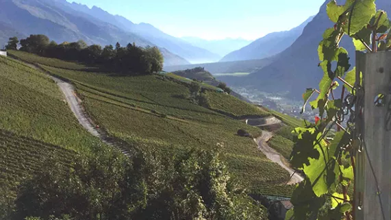 Vignoble suisse