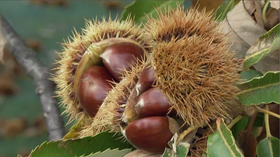 LA CREME DES MARRONS