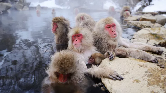 Singes Singes