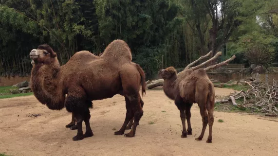 Chameau