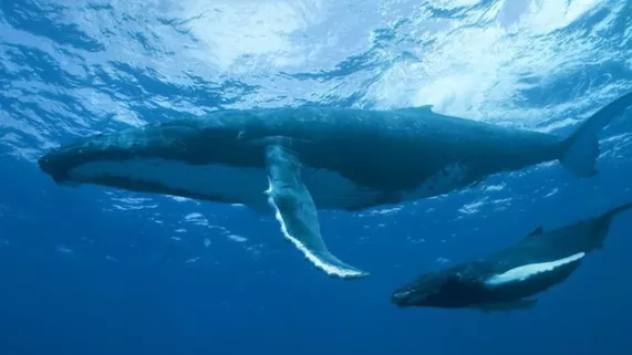 GRANDEURS NATURE : LE PEUPLE DES OCEANS GRANDEURS NATURE : LE PEUPLE DES OCEANS