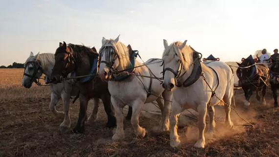Trait de vie - Crédit VraiVrai Films Chevaux de Trait