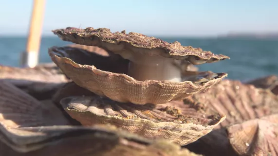 COQUILLES SAINT-JACQUES