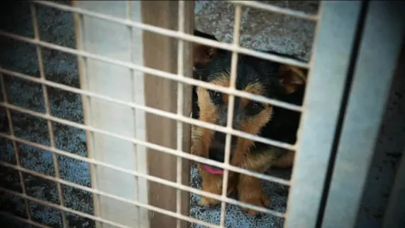 L'animal humain - crédit Les films du Coustal Chien à la SPA