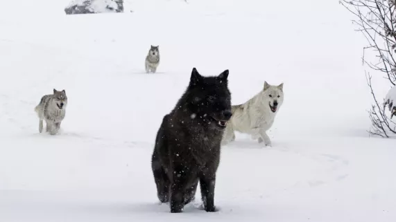 © Épithète Films LA JEUNE FILLE ET LES LOUPS