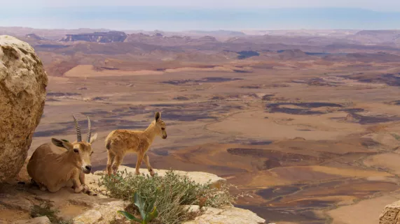 © BBC 2016 PLANÈTE ANIMALE