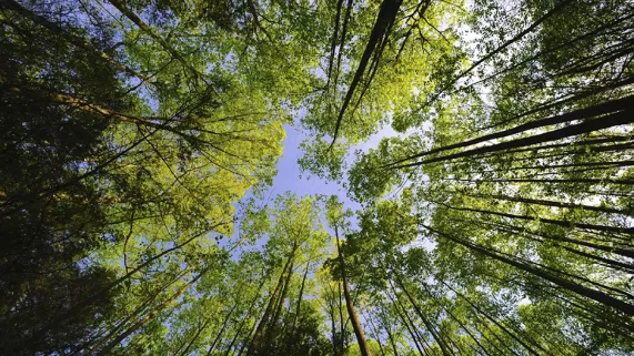 Forêt française