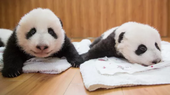 © Adrian Cale / ITN Productions 2015 BEBES PANDAS