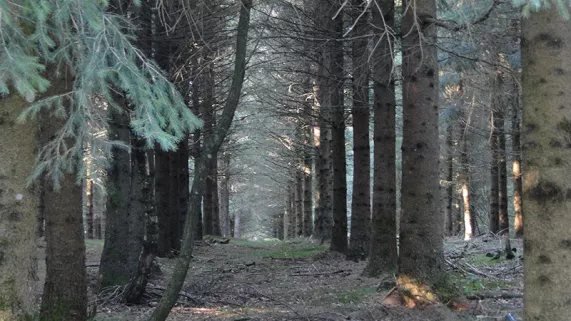 Des bois noirs