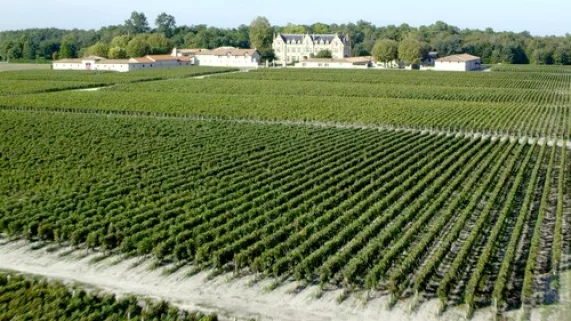 vignoble