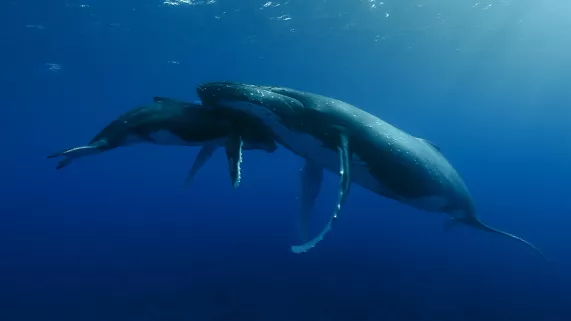LA PLANÈTE DES GÉANTS