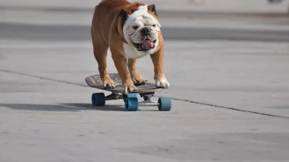 SINGES MALINS ET PERROQUETS PRODIGES