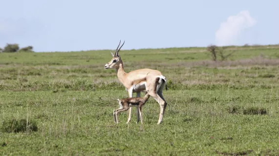 CONTE SAUVAGE DU SERENGETI