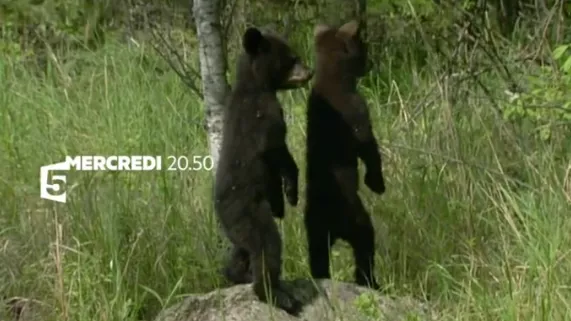 Seul au milieu des ours 